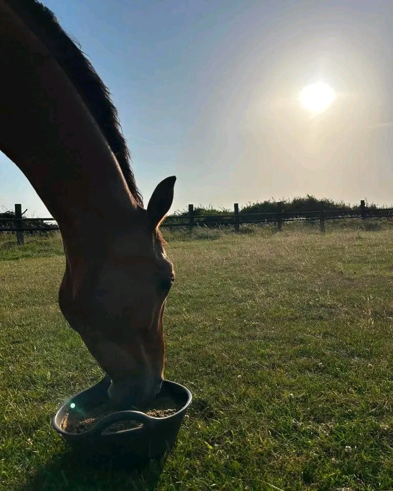 Les écurie du haras Saint George : box et paddocks, pension pour chevaux à Marck - Photo 2 sur 2