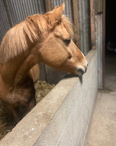 Les Écuries du Breuil : box et paddocks, pension pour chevaux à Valdelaume - Photo 7 sur 8