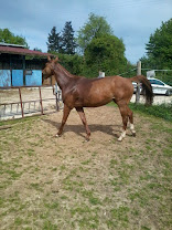 Les Écuries du Breuil : box et paddocks, pension pour chevaux à Valdelaume - Photo 6 sur 8