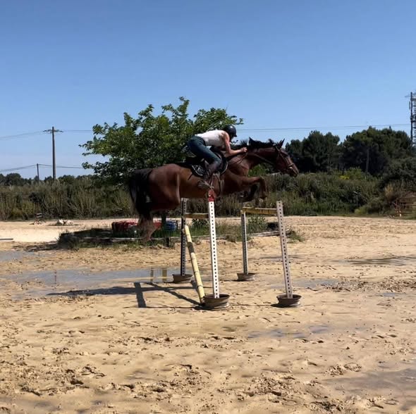 LES ÉCURIES DU MAS : box et paddocks, pension pour chevaux à Lançon-Provence - Photo 3 sur 3