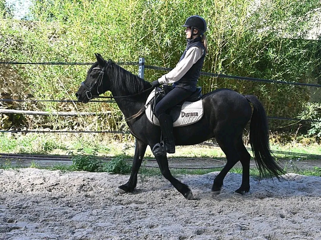 Écuries de Richemont : box et paddocks, pension pour chevaux à Armeau - Photo 5 sur 5