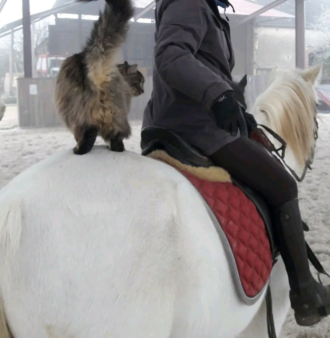 Écuries de Richemont : box et paddocks, pension pour chevaux à Armeau - Photo 1 sur 5