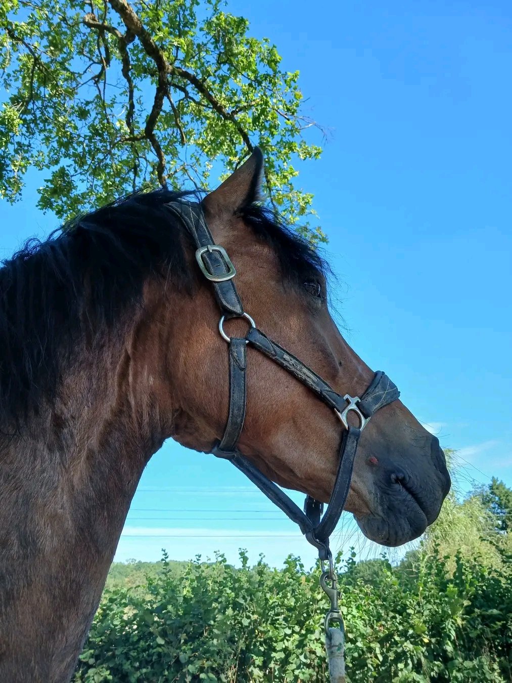 Écuries de Richemont : box et paddocks, pension pour chevaux à Armeau - Photo 2 sur 5