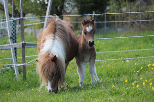 Western Hasler Farm : box et paddocks, pension pour chevaux à Tramelan - Photo 2 sur 5