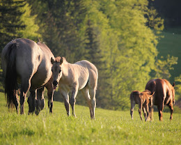 Western Hasler Farm : box et paddocks, pension pour chevaux à Tramelan - Photo 4 sur 5