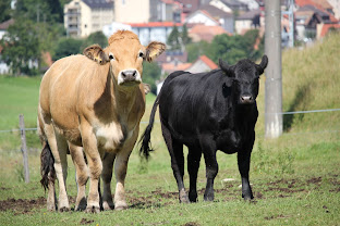 Western Hasler Farm : box et paddocks, pension pour chevaux à Tramelan - Photo 3 sur 5