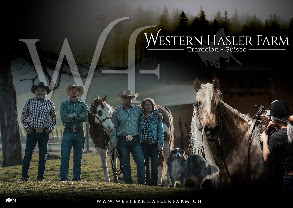 Western Hasler Farm : box et paddocks, pension pour chevaux à Tramelan - Photo 1 sur 5