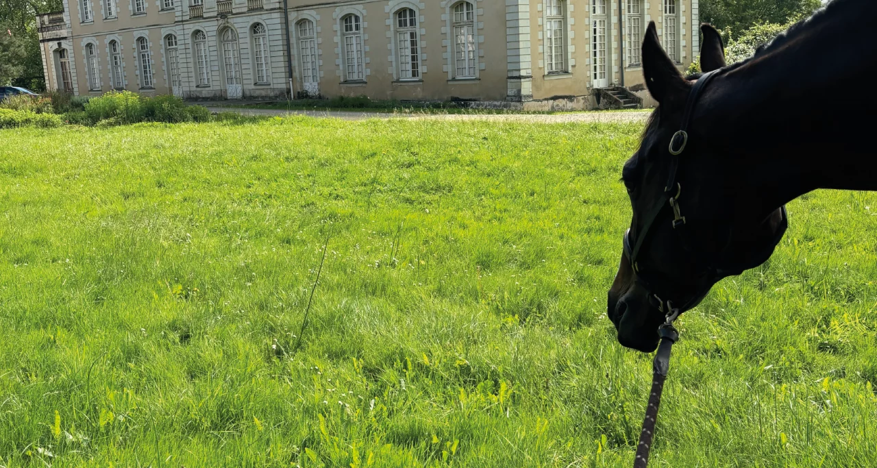 Les Écuries de la Forêt : box et paddocks, pension pour chevaux à Bray-Saint-Aignan - Photo 5 sur 8