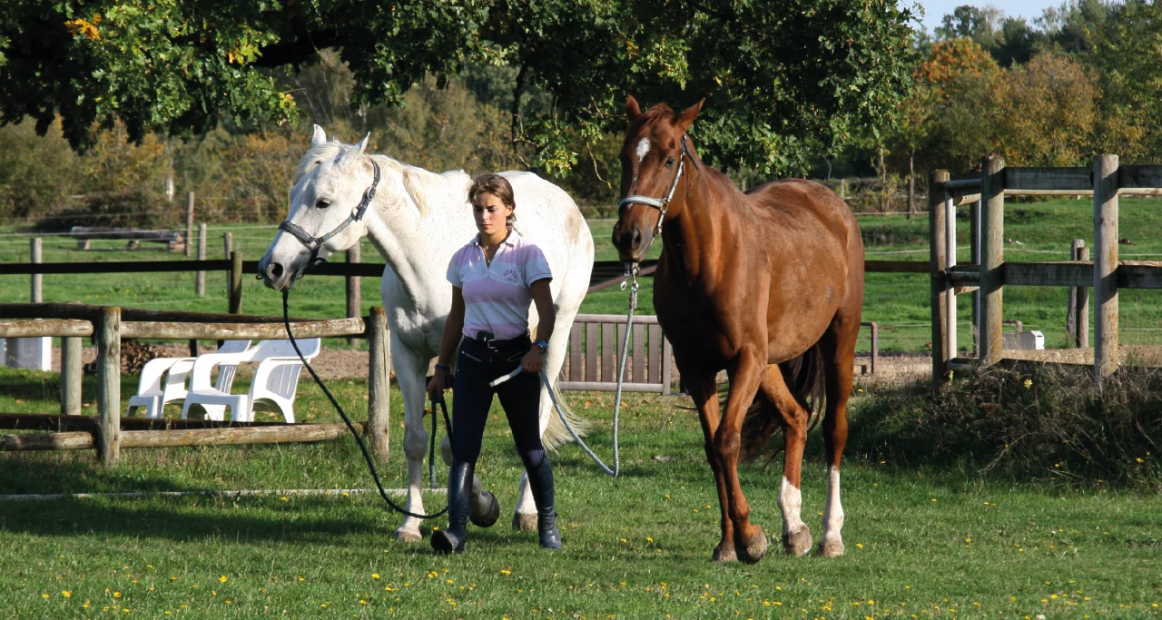 Les Écuries de la Forêt : box et paddocks, pension pour chevaux à Bray-Saint-Aignan - Photo 6 sur 8