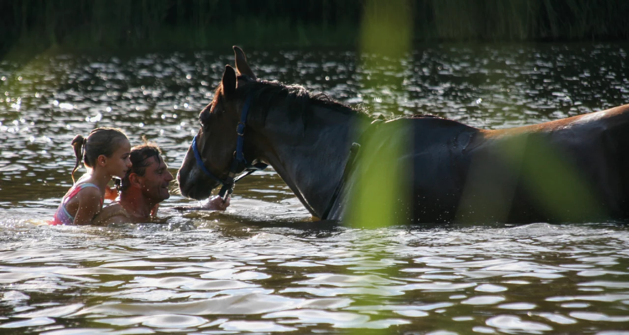 Les Écuries de la Forêt : box et paddocks, pension pour chevaux à Bray-Saint-Aignan - Photo 7 sur 8