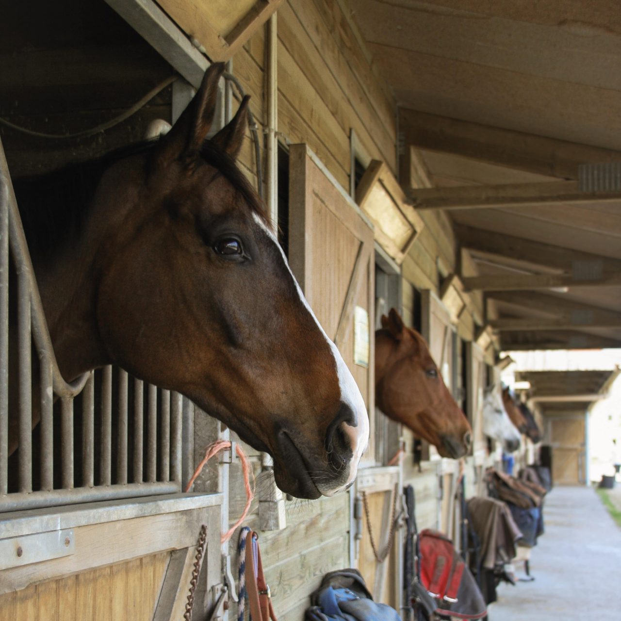 Les Écuries de la Forêt : box et paddocks, pension pour chevaux à Bray-Saint-Aignan - Photo 2 sur 8