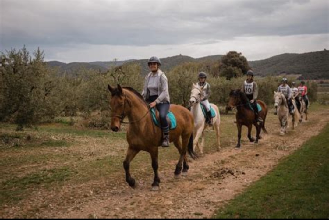 Centre Équestre La Fenière : box et paddocks, pension pour chevaux à Les Mées - Photo 3 sur 3