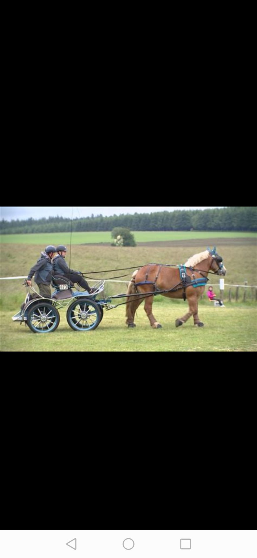 Écurie de la Plaine : box et paddocks, pension pour chevaux à Bertrix - Photo 2 sur 2