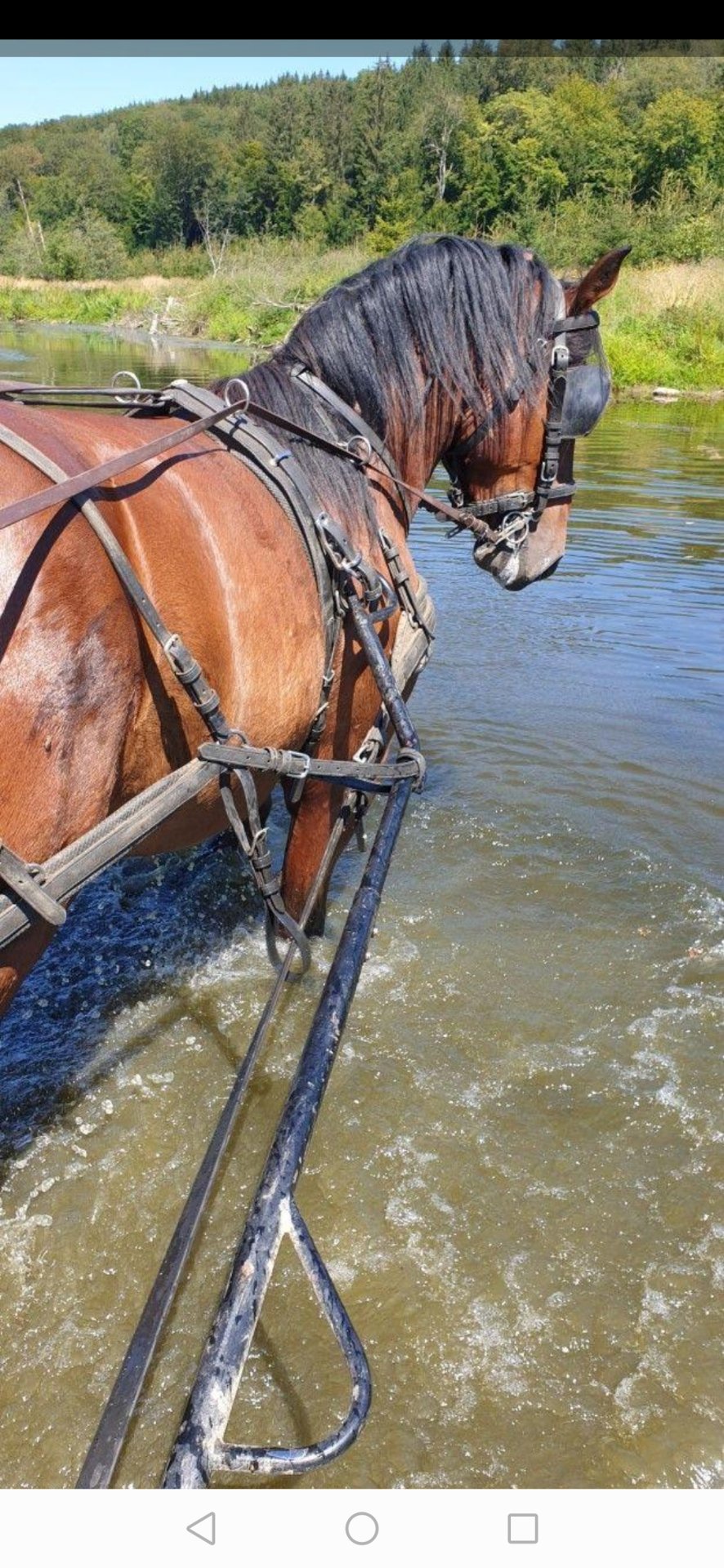 Écurie de la Plaine : box et paddocks, pension pour chevaux à Bertrix - Photo 1 sur 2