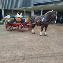 Les écuries de Kerlièzec / Anne-Louise Blouin : box et paddocks, pension pour chevaux à Plouigneau - Photo 3 sur 3