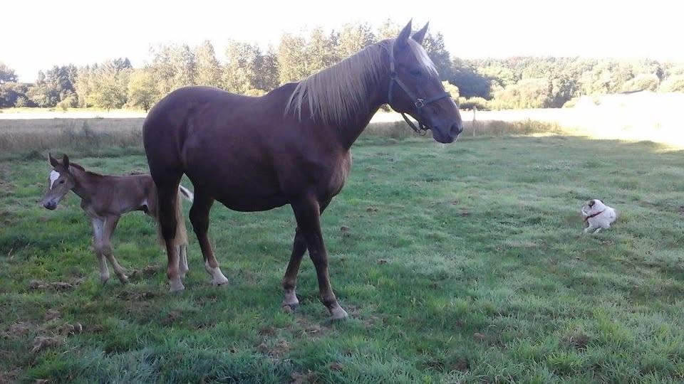 Les écuries de Kerlièzec / Anne-Louise Blouin : box et paddocks, pension pour chevaux à Plouigneau - Photo 1 sur 3