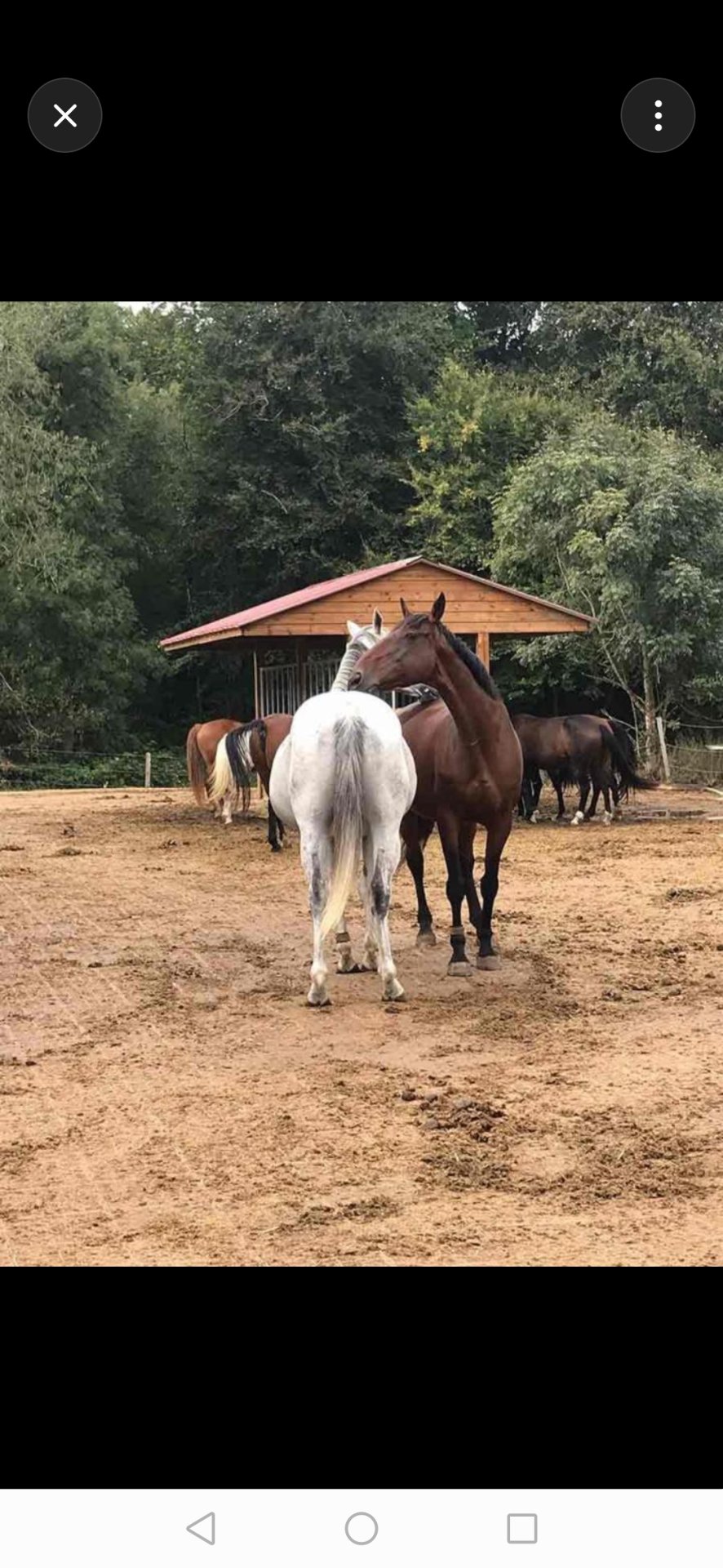 Ferme Équestre de la Fresnelle : box et paddocks, pension pour chevaux à Fatouville-Grestain - Photo 1 sur 8