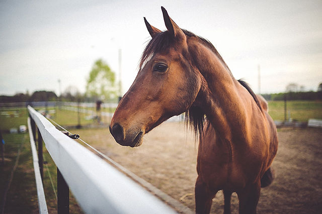 Ferme Équestre de Saint Sauveur : box et paddocks, pension pour chevaux à Merlevenez - Photo 1 sur 2