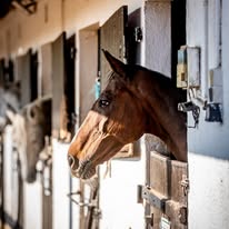 Haras de La Lisière : box et paddocks, pension pour chevaux à Saint-Aubin - Photo 3 sur 3