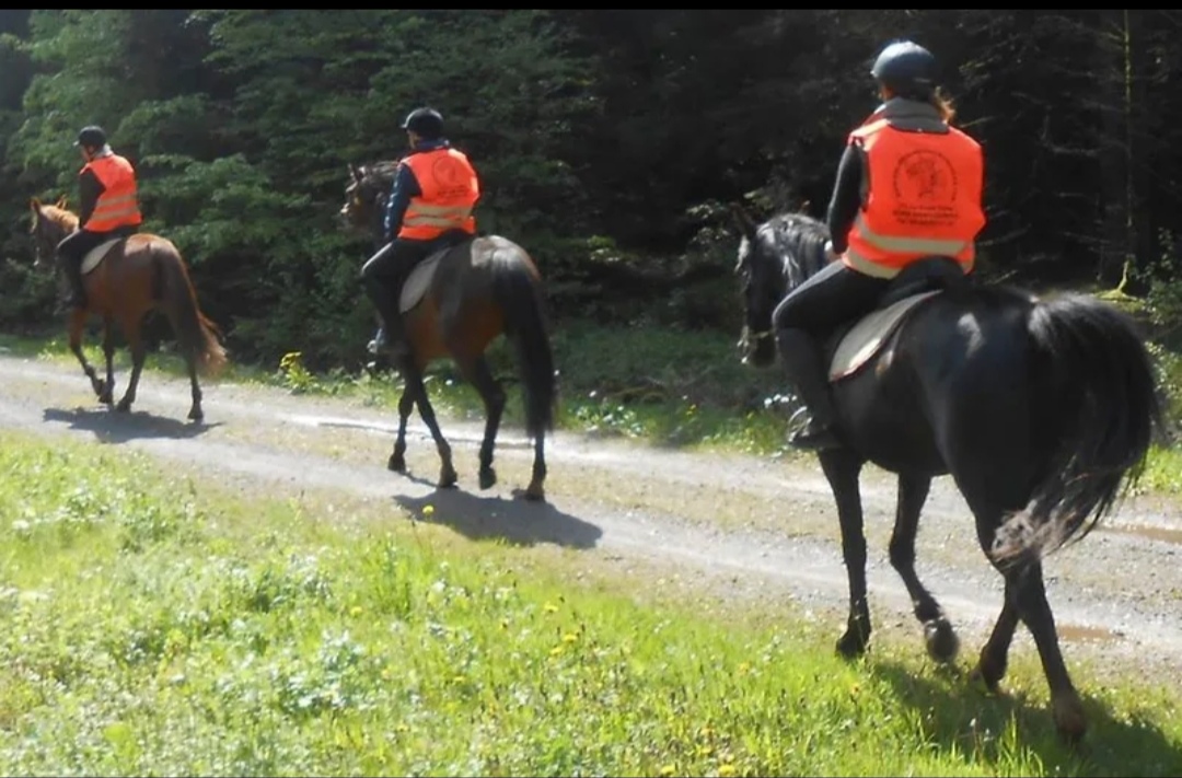 Balade à cheval / Ferme La Croix Colas : box et paddocks, pension pour chevaux à Signy-le-Petit - Photo 4 sur 4
