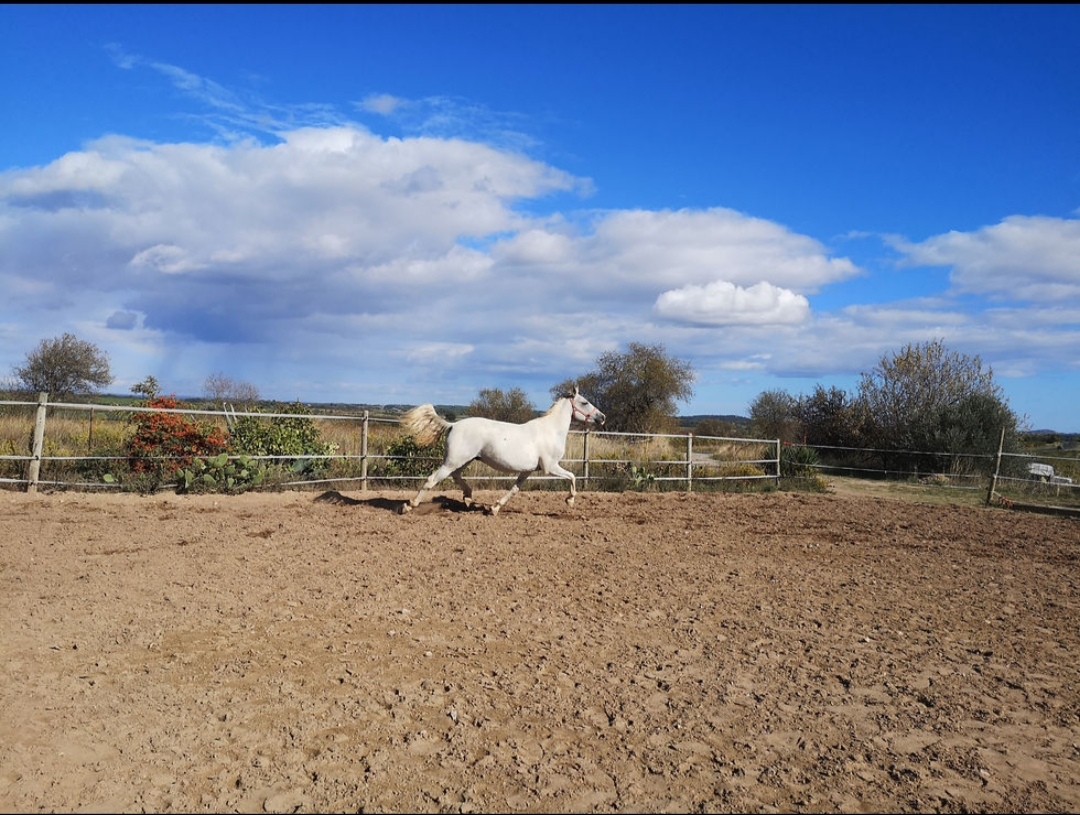 Ferme Équestre Villa Calobrice : box et paddocks, pension pour chevaux à Servian - Photo 2 sur 2