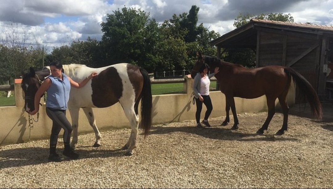 Ferme Équestre L?idalgo : box et paddocks, pension pour chevaux à Cond�on - Photo 3 sur 3