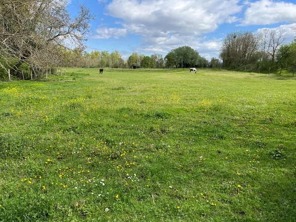 Poney Club de Passieu : box et paddocks, pension pour chevaux à Saint-Romain-de-Jalionas - Photo 2 sur 5