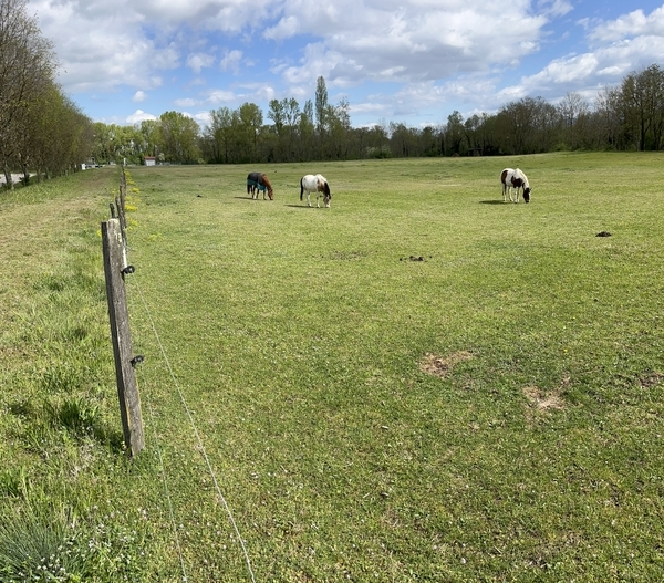Poney Club de Passieu : box et paddocks, pension pour chevaux à Saint-Romain-de-Jalionas - Photo 5 sur 5