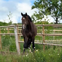 Pôle Équestre de l'Aubrac : box et paddocks, pension pour chevaux à Nasbinals - Photo 2 sur 4