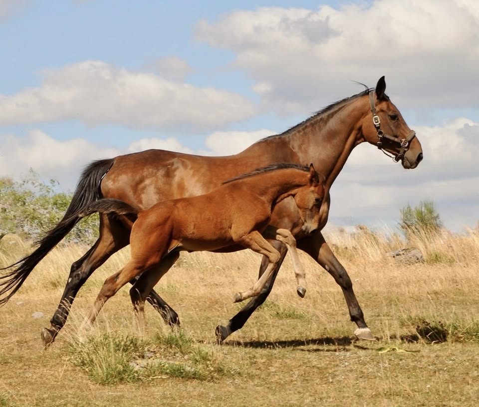 Pôle Équestre de l'Aubrac : box et paddocks, pension pour chevaux à Nasbinals - Photo 1 sur 4