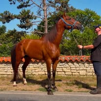Écurie des Beau AR : box et paddocks, pension pour chevaux à Blanzac-les-Matha - Photo 4 sur 4