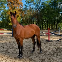 Écurie des Beau AR : box et paddocks, pension pour chevaux à Blanzac-les-Matha - Photo 3 sur 4
