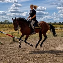 Écurie des Beau AR : box et paddocks, pension pour chevaux à Blanzac-les-Matha - Photo 2 sur 4