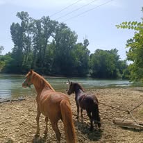 Les écuries des 7 Clo : box et paddocks, pension pour chevaux à Cintegabelle - Photo 2 sur 4