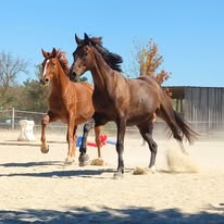 Les écuries des 7 Clo : box et paddocks, pension pour chevaux à Cintegabelle - Photo 4 sur 4