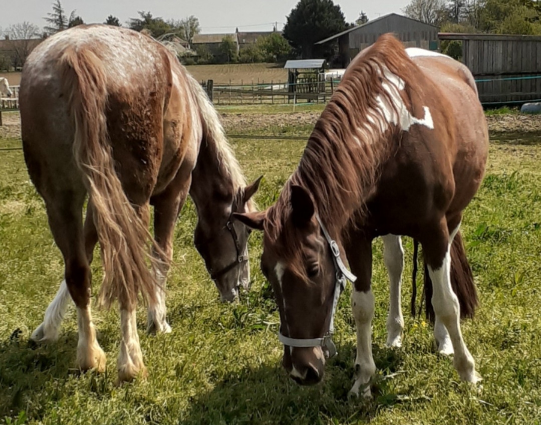 Avoine et Picotin : box et paddocks, pension pour chevaux - Photo 4 sur 4