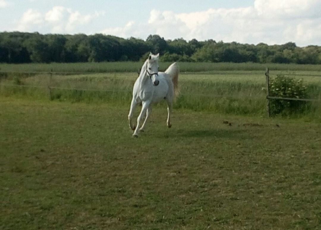 Avoine et Picotin : box et paddocks, pension pour chevaux - Photo 2 sur 4