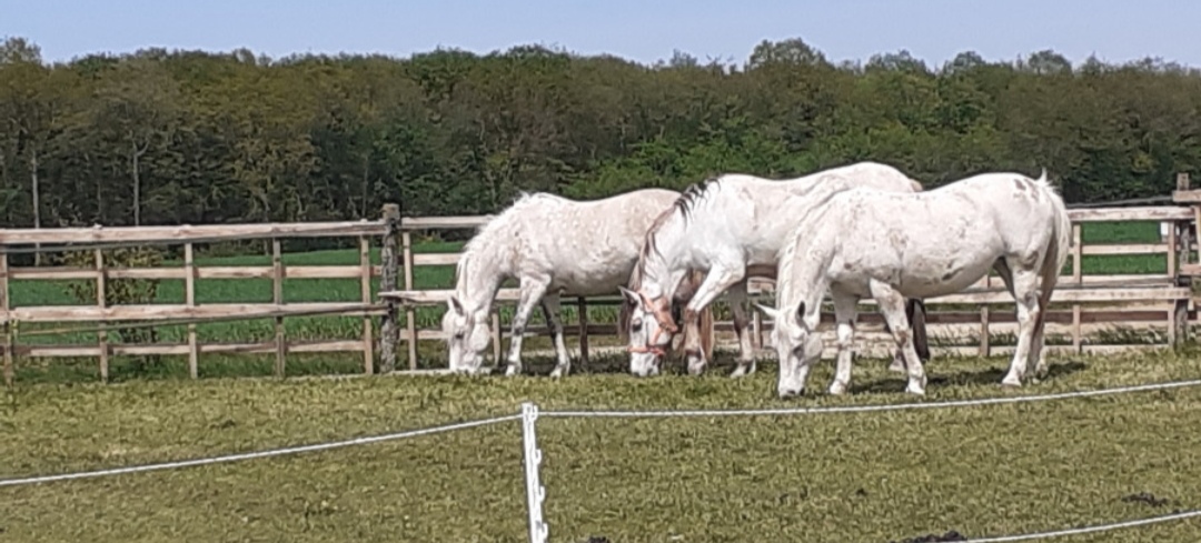 Avoine et Picotin : box et paddocks, pension pour chevaux - Photo 1 sur 4
