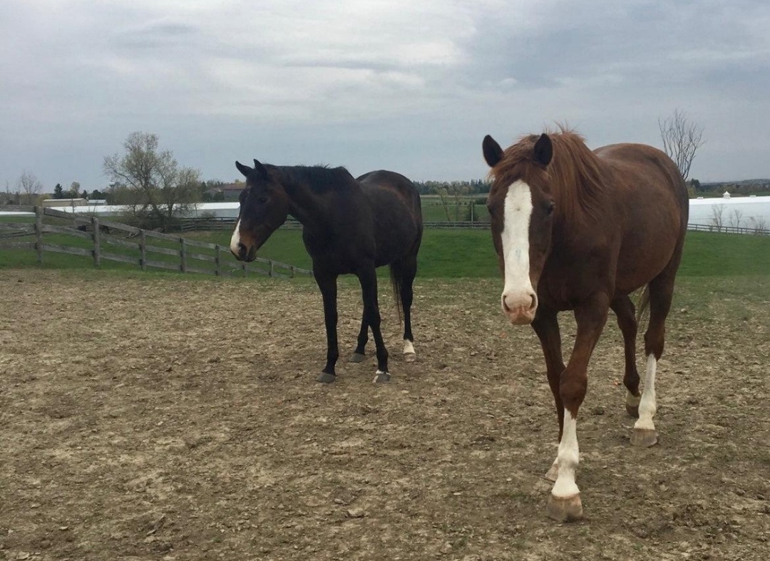 Phoenix Stables : box et paddocks, pension pour chevaux à Sainte-Brigide-d’Iberville - Photo 1 sur 2