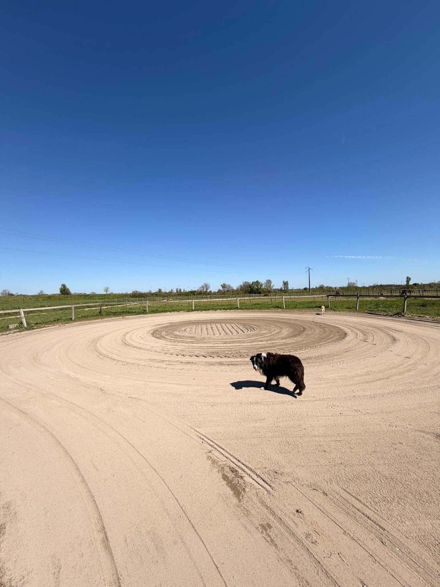 Ecurie Les Terres Roses : box et paddocks, pension pour chevaux à Léguevin - Photo 3 sur 4