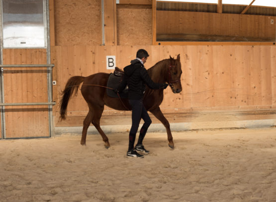 Equetec SA : box et paddocks, pension pour chevaux à Montfaucon - Photo 1 sur 7