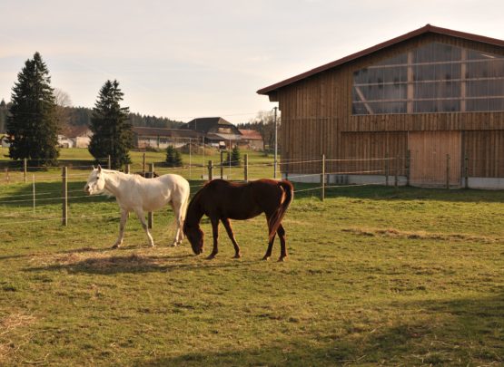 Equetec SA : box et paddocks, pension pour chevaux à Montfaucon - Photo 5 sur 7