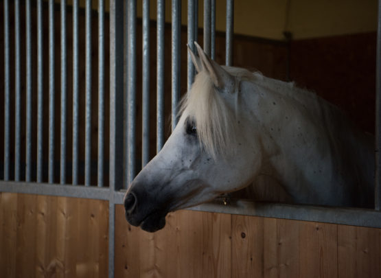 Equetec SA : box et paddocks, pension pour chevaux à Montfaucon - Photo 7 sur 7