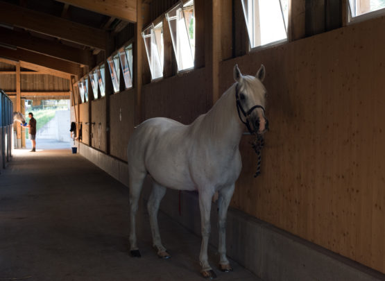 Equetec SA : box et paddocks, pension pour chevaux à Montfaucon - Photo 2 sur 7