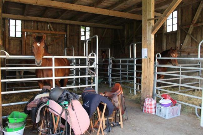 Scheidegger-Ranch : box et paddocks, pension pour chevaux à Tramelan - Photo 2 sur 5