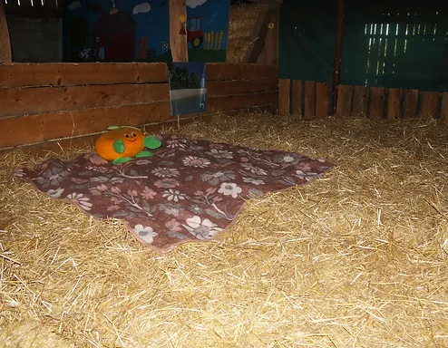 Découverte à la ferme : box et paddocks, pension pour chevaux à Lugnez - Photo 2 sur 3