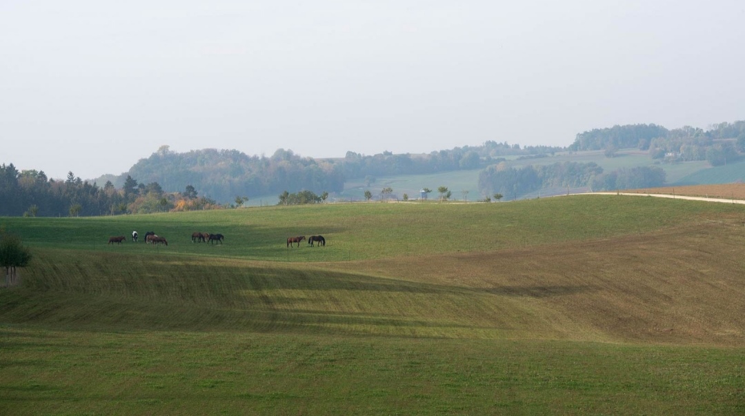 Wetzenhof : box et paddocks, pension pour chevaux à Schleitheim SH - Photo 2 sur 3