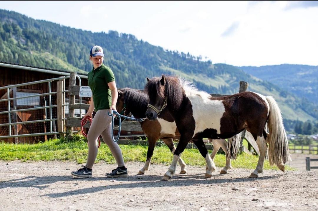 Siegis Reiterhof : box et paddocks, pension pour chevaux à Liebenau - Photo 3 sur 4
