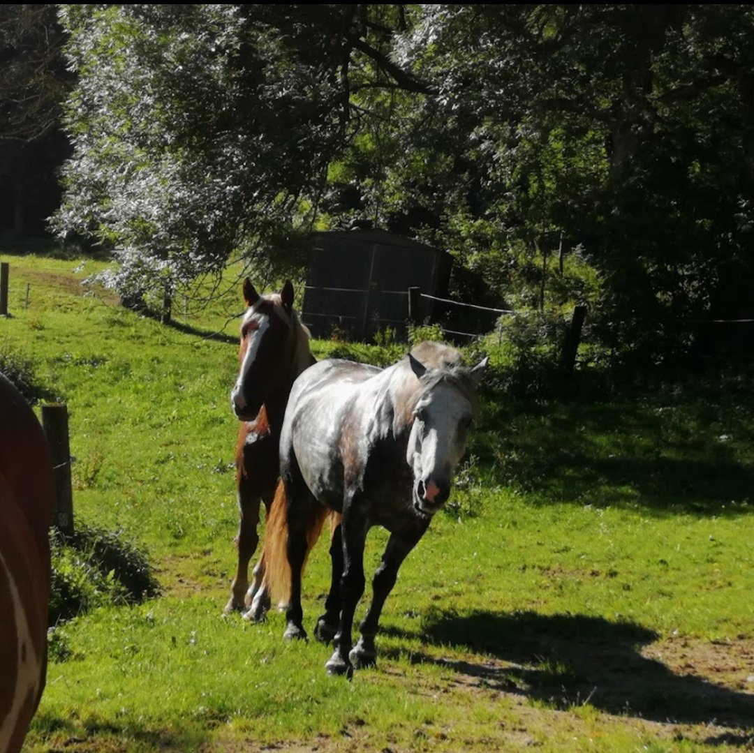 Siegis Reiterhof : box et paddocks, pension pour chevaux à Liebenau - Photo 2 sur 4
