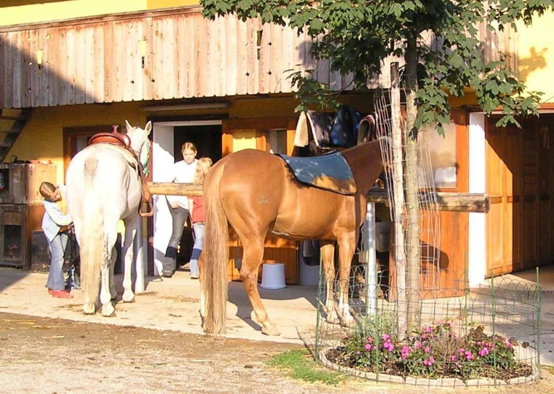 Red River Ranch : box et paddocks, pension pour chevaux à Rottenbach - Photo 4 sur 5